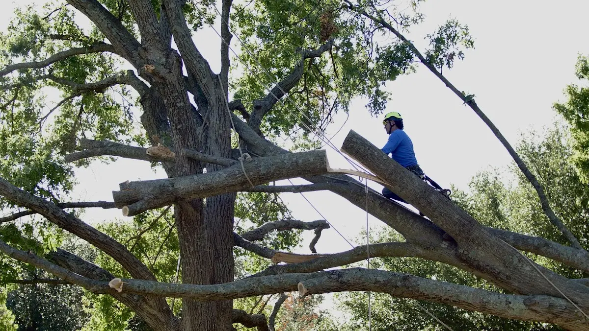 Professional Hazardous Tree Removal performed by certified arborists in Grady